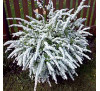 Спірея сіра (Spiraea cinerea )